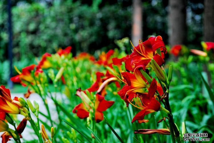 紅寶石萱草、紅運(yùn)萱草